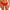 String Wacoal - Embrace Lace - Rood - 623