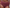 Culotte taille haute Chantelle - Softstretch - Bordeaux - 0K7