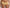 Hipster Chantelle - Fleurs - Jaune - 054