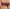 Culotte Chantelle - Fleurs - Marron - 0WF