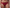 Culotte Chantelle - Fleurs - Rouge - B01