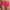Culotte taille haute Passionata - Olivia - Rouge - 0CM