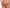 String Lisca - Evelyn - Marron - 77