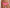 Hipster Passionata - Manhattan - Rose - 0BT