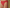 Culotte Marie Jo - Color Studio - Rouge - SCA