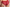 Hipster Passionata - Brooklyn - Rood - 815