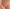 Culotte Lisca - Honey - Orange - PM