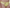 String Chantelle Pulp - Play - Geel - 0SS