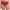 Tailleslip Chantelle EasyFeel - Norah - Framboos - 09R