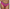 Culotte PrimaDonna - Devdaha - Rose - VEB