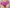 Culotte taille haute Marie Jo - Jane - Rose - OHB