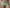 Hipster Chantelle Pulp - Girls - Groen - 300
