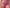 Tailleslip Chantelle EasyFeel - Norah Chic - Rose - 0PD