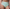 Tailleslip Chantelle Pulp - Play - Groen - 0F2