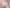 Culotte Chantelle - Origins - Blanche - 010