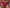Hipster Chantelle Pulp - Girls - Framboos - 0IL