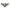 Culotte PrimaDonna - Madison - Verte - OLG