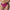 Culotte taille haute PrimaDonna - Madison - Rose - FIE