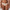 String PrimaDonna - Madison - Beige - CAL